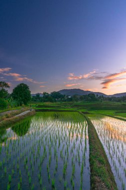 Beautiful morning view indonesia panorama landscape paddy fields with beauty color and sky natural light