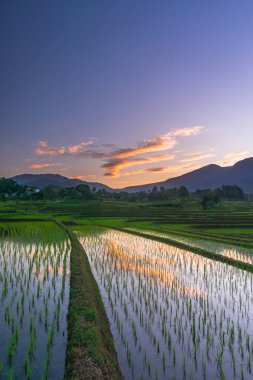Beautiful morning view indonesia panorama landscape paddy fields with beauty color and sky natural light