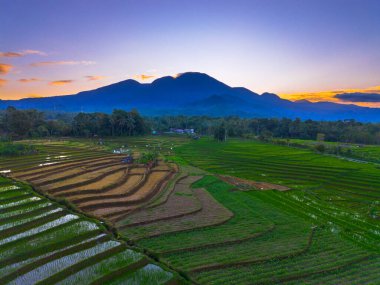 Beautiful morning view indonesia panorama landscape paddy fields with beauty color and sky natural light