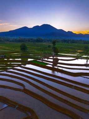 Beautiful morning view indonesia panorama landscape paddy fields with beauty color and sky natural light