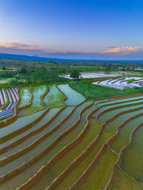 Beautiful morning view indonesia panorama landscape paddy fields with beauty color and sky natural light