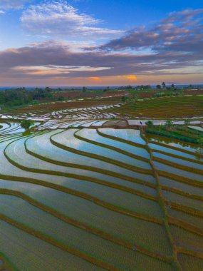 Beautiful morning view indonesia panorama landscape paddy fields with beauty color and sky natural light