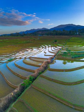 Beautiful morning view indonesia panorama landscape paddy fields with beauty color and sky natural light