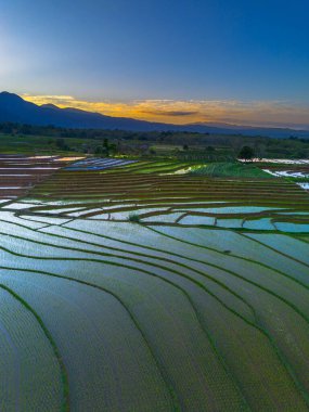 Beautiful morning view indonesia panorama landscape paddy fields with beauty color and sky natural light