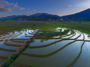 Beautiful morning view indonesia panorama landscape paddy fields with beauty color and sky natural light