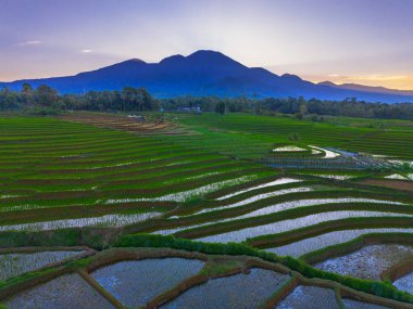 Beautiful morning view indonesia panorama landscape paddy fields with beauty color and sky natural light
