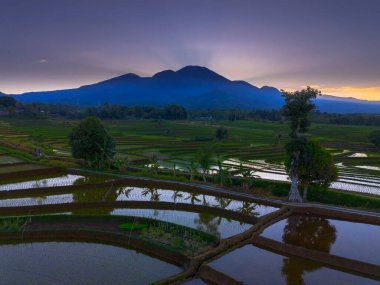 Beautiful morning view indonesia panorama landscape paddy fields with beauty color and sky natural light