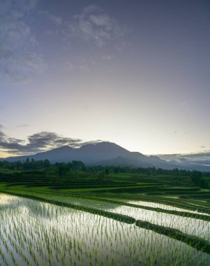 Beautiful morning view indonesia panorama landscape paddy fields with beauty color and sky natural light