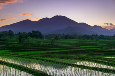 Beautiful morning view indonesia panorama landscape paddy fields with beauty color and sky natural light