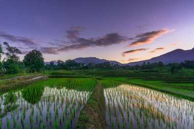 Beautiful morning view indonesia panorama landscape paddy fields with beauty color and sky natural light