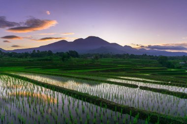 Beautiful morning view indonesia panorama landscape paddy fields with beauty color and sky natural light
