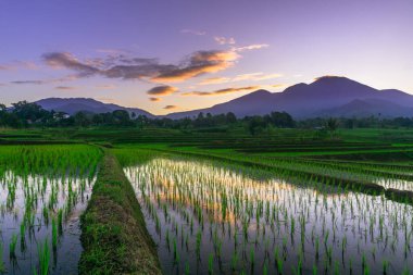 Beautiful morning view indonesia panorama landscape paddy fields with beauty color and sky natural light
