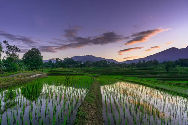 Beautiful morning view indonesia panorama landscape paddy fields with beauty color and sky natural light
