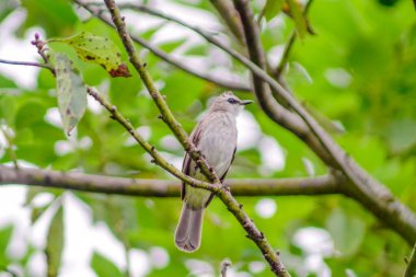 Öğleden sonra Endonezya 'nın tropikal ormanlarında güzel kuşlar