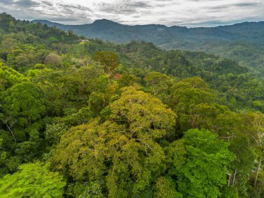 Endonezya 'nın güzelliği, gün batımında mangrov ormanları ve plajları.
