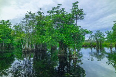 Endonezya 'nın güzelliği, gün batımında mangrov ormanları ve plajları.