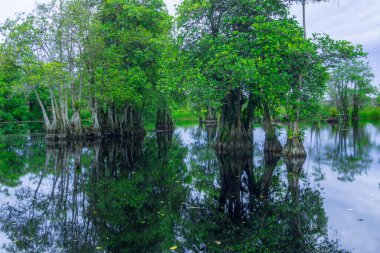 Endonezya 'nın güzelliği, gün batımında mangrov ormanları ve plajları.