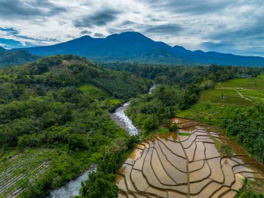 Endonezya 'nın yemyeşil pirinç tarlalarının görkemli dağ manzarası, doğal güzellikleri, huzurlu sabah titreşimleri, doğa, tarım ve kırsal yaşam temaları için mükemmel.