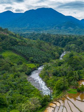 Endonezya 'nın yemyeşil pirinç tarlalarının görkemli dağ manzarası, doğal güzellikleri, huzurlu sabah titreşimleri, doğa, tarım ve kırsal yaşam temaları için mükemmel.