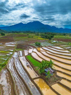 Endonezya 'nın yemyeşil pirinç tarlalarının görkemli dağ manzarası, doğal güzellikleri, huzurlu sabah titreşimleri, doğa, tarım ve kırsal yaşam temaları için mükemmel.