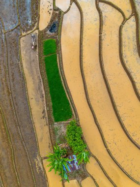 Endonezya 'nın yemyeşil pirinç tarlalarının görkemli dağ manzarası, doğal güzellikleri, huzurlu sabah titreşimleri, doğa, tarım ve kırsal yaşam temaları için mükemmel.