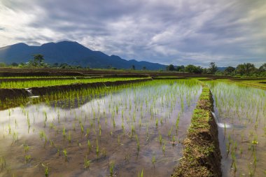 Endonezya 'nın yemyeşil pirinç tarlalarının görkemli dağ manzarası, doğal güzellikleri, huzurlu sabah titreşimleri, doğa, tarım ve kırsal yaşam temaları için mükemmel.