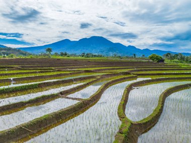 Endonezya 'nın yemyeşil pirinç tarlalarının görkemli dağ manzarası, doğal güzellikleri, huzurlu sabah titreşimleri, doğa, tarım ve kırsal yaşam temaları için mükemmel.