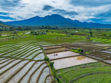 Endonezya 'nın yemyeşil pirinç tarlalarının görkemli dağ manzarası, doğal güzellikleri, huzurlu sabah titreşimleri, doğa, tarım ve kırsal yaşam temaları için mükemmel.
