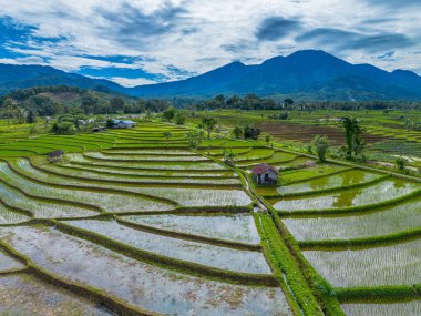 Endonezya 'nın yemyeşil pirinç tarlalarının görkemli dağ manzarası, doğal güzellikleri, huzurlu sabah titreşimleri, doğa, tarım ve kırsal yaşam temaları için mükemmel.