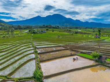 Endonezya 'nın yemyeşil pirinç tarlalarının görkemli dağ manzarası, doğal güzellikleri, huzurlu sabah titreşimleri, doğa, tarım ve kırsal yaşam temaları için mükemmel.