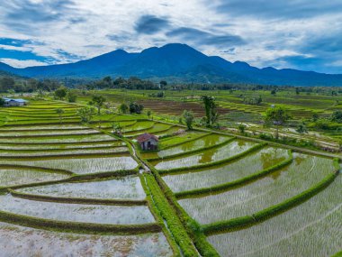 Endonezya 'nın yemyeşil pirinç tarlalarının görkemli dağ manzarası, doğal güzellikleri, huzurlu sabah titreşimleri, doğa, tarım ve kırsal yaşam temaları için mükemmel.