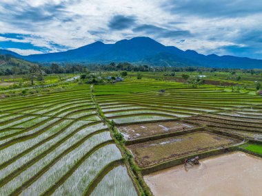 Endonezya 'nın yemyeşil pirinç tarlalarının görkemli dağ manzarası, doğal güzellikleri, huzurlu sabah titreşimleri, doğa, tarım ve kırsal yaşam temaları için mükemmel.