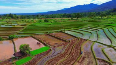 Güzel sabah manzarası Endonezya manzara çeltik tarlaları güzellik rengi ve gökyüzü doğal