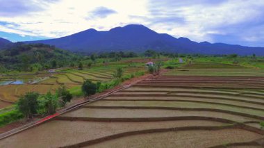 Güzel sabah manzarası Endonezya manzara çeltik tarlaları güzellik rengi ve gökyüzü doğal