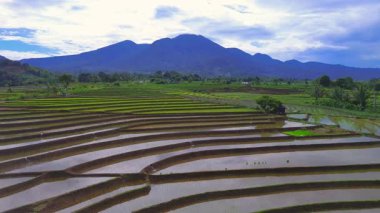 Güzel sabah manzarası Endonezya manzara çeltik tarlaları güzellik rengi ve gökyüzü doğal