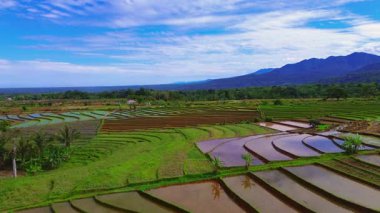 Beautiful morning view indonesia panorama landscape paddy fields with beauty color and sky natural light