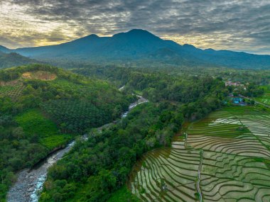 Endonezya 'nın yemyeşil pirinç tarlalarının görkemli dağ manzarası, doğal güzellikleri, huzurlu sabah titreşimleri, doğa, tarım ve kırsal yaşam temaları için mükemmel.