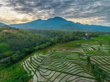 Endonezya 'nın yemyeşil pirinç tarlalarının görkemli dağ manzarası, doğal güzellikleri, huzurlu sabah titreşimleri, doğa, tarım ve kırsal yaşam temaları için mükemmel.