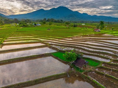 Endonezya 'nın yemyeşil pirinç tarlalarının görkemli dağ manzarası, doğal güzellikleri, huzurlu sabah titreşimleri, doğa, tarım ve kırsal yaşam temaları için mükemmel.