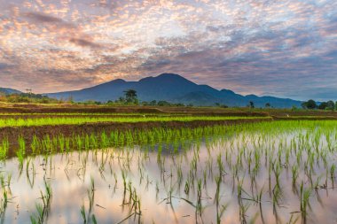 Endonezya 'nın yemyeşil pirinç tarlalarının görkemli dağ manzarası, doğal güzellikleri, huzurlu sabah titreşimleri, doğa, tarım ve kırsal yaşam temaları için mükemmel.