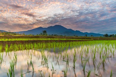 Endonezya 'nın yemyeşil pirinç tarlalarının görkemli dağ manzarası, doğal güzellikleri, huzurlu sabah titreşimleri, doğa, tarım ve kırsal yaşam temaları için mükemmel.