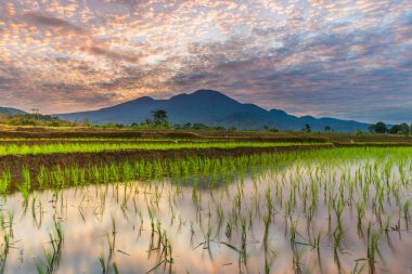 Endonezya 'nın yemyeşil pirinç tarlalarının görkemli dağ manzarası, doğal güzellikleri, huzurlu sabah titreşimleri, doğa, tarım ve kırsal yaşam temaları için mükemmel.