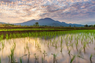Endonezya 'nın yemyeşil pirinç tarlalarının görkemli dağ manzarası, doğal güzellikleri, huzurlu sabah titreşimleri, doğa, tarım ve kırsal yaşam temaları için mükemmel.