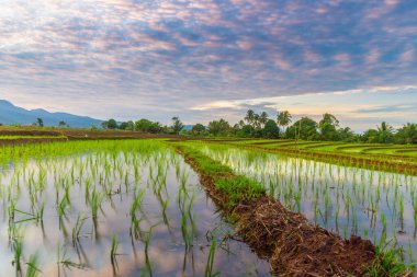 Endonezya 'nın yemyeşil pirinç tarlalarının görkemli dağ manzarası, doğal güzellikleri, huzurlu sabah titreşimleri, doğa, tarım ve kırsal yaşam temaları için mükemmel.