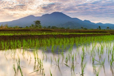 Endonezya 'nın yemyeşil pirinç tarlalarının görkemli dağ manzarası, doğal güzellikleri, huzurlu sabah titreşimleri, doğa, tarım ve kırsal yaşam temaları için mükemmel.