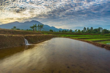Endonezya 'nın yemyeşil pirinç tarlalarının görkemli dağ manzarası, doğal güzellikleri, huzurlu sabah titreşimleri, doğa, tarım ve kırsal yaşam temaları için mükemmel.