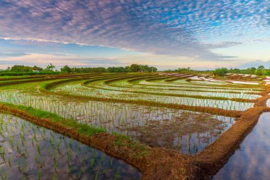 Endonezya 'nın yemyeşil pirinç tarlalarının görkemli dağ manzarası, doğal güzellikleri, huzurlu sabah titreşimleri, doğa, tarım ve kırsal yaşam temaları için mükemmel.