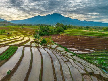 Endonezya 'nın yemyeşil pirinç tarlalarının görkemli dağ manzarası, doğal güzellikleri, huzurlu sabah titreşimleri, doğa, tarım ve kırsal yaşam temaları için mükemmel.