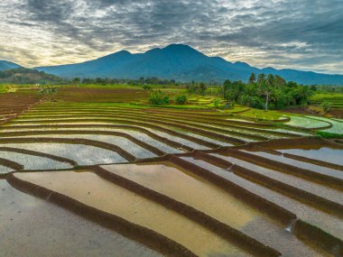 Endonezya 'nın yemyeşil pirinç tarlalarının görkemli dağ manzarası, doğal güzellikleri, huzurlu sabah titreşimleri, doğa, tarım ve kırsal yaşam temaları için mükemmel.