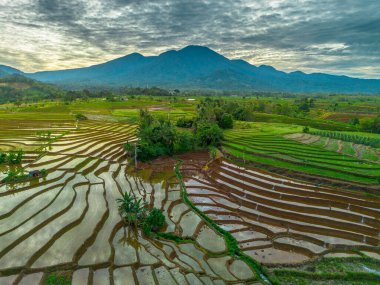 Endonezya 'nın yemyeşil pirinç tarlalarının görkemli dağ manzarası, doğal güzellikleri, huzurlu sabah titreşimleri, doğa, tarım ve kırsal yaşam temaları için mükemmel.